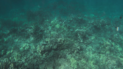 AMB94 Hawaii: Coral Reefs