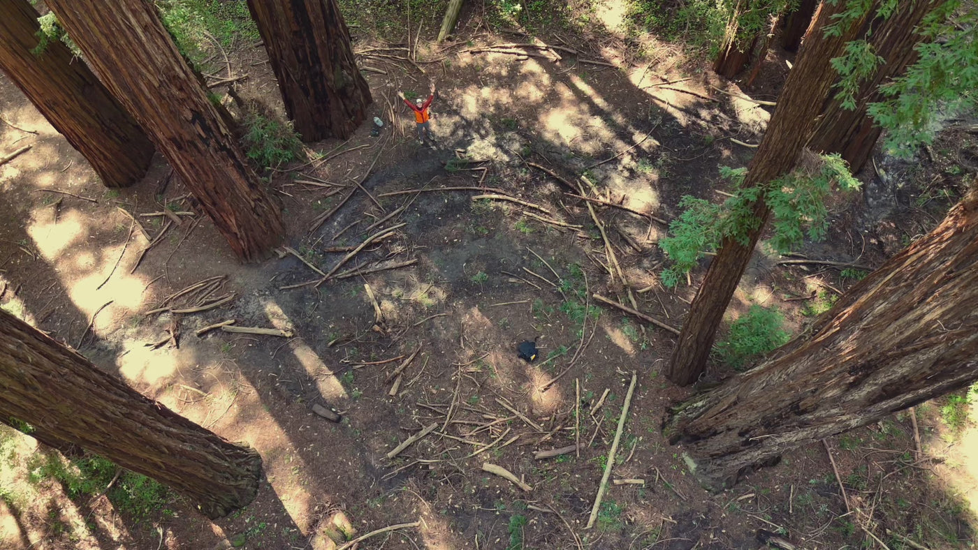 AMB91 Redwoods: Active Nature