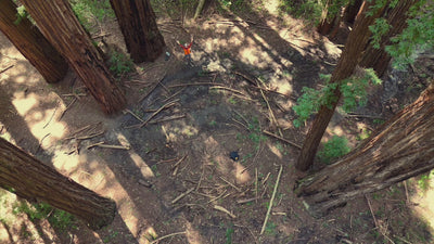 AMB91 Redwoods: Active Nature