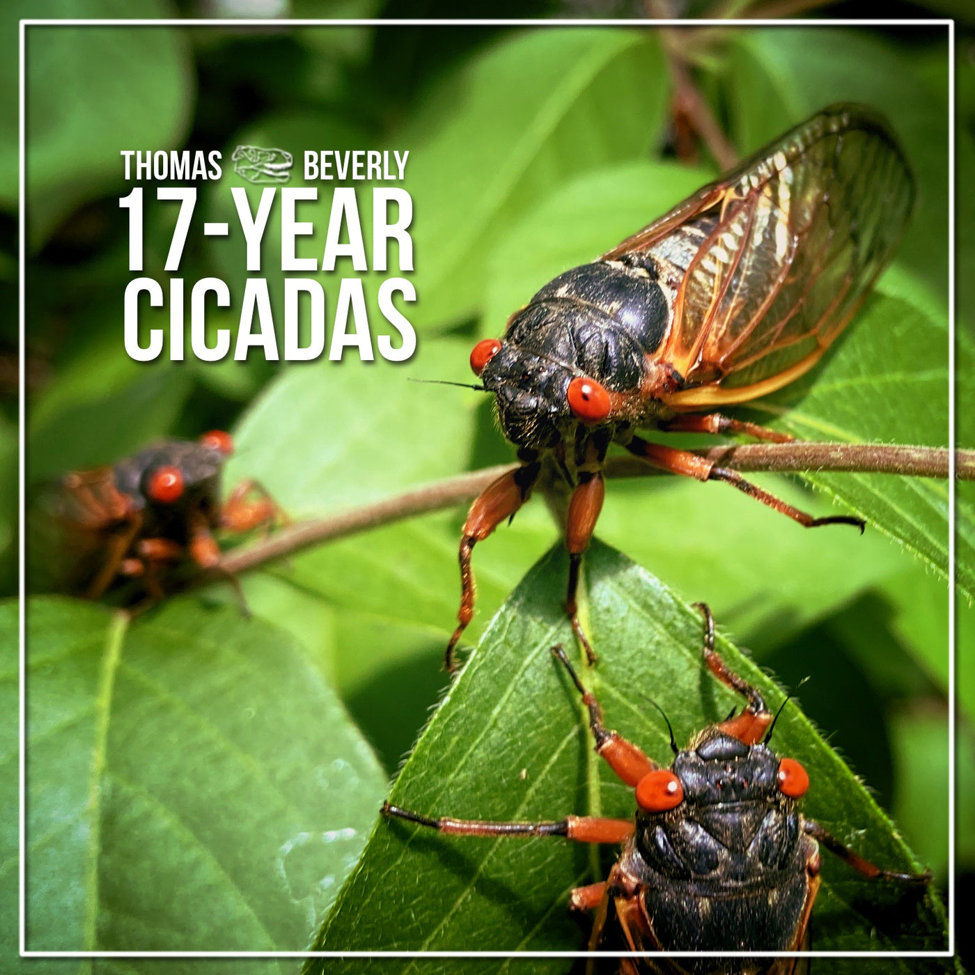 SD29 17-Year Cicadas