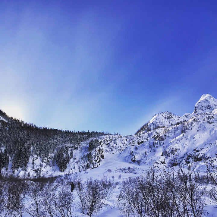 SD21 Avalanche and Tree-alanche – Thomas Rex Beverly Audio