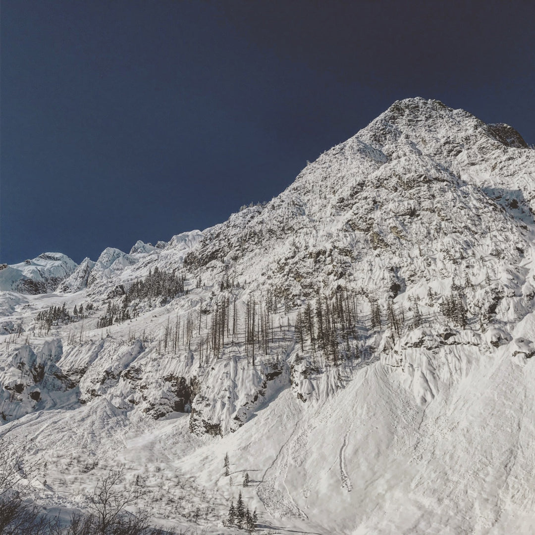 SD21 Avalanche and Tree-alanche – Thomas Rex Beverly Audio