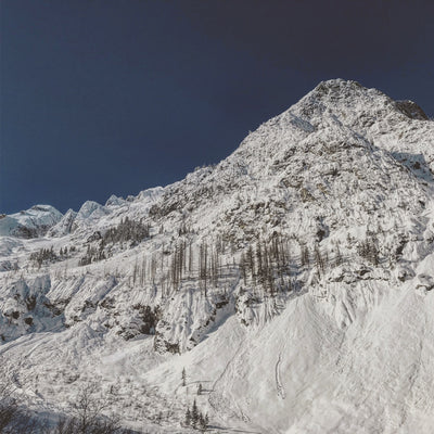 SD21 Avalanche and Tree-alanche