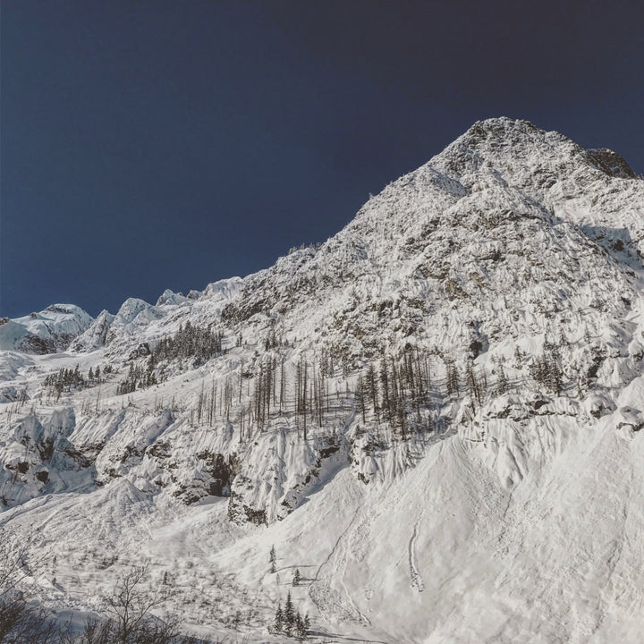 SD21 Avalanche and Tree-alanche – Thomas Rex Beverly Audio