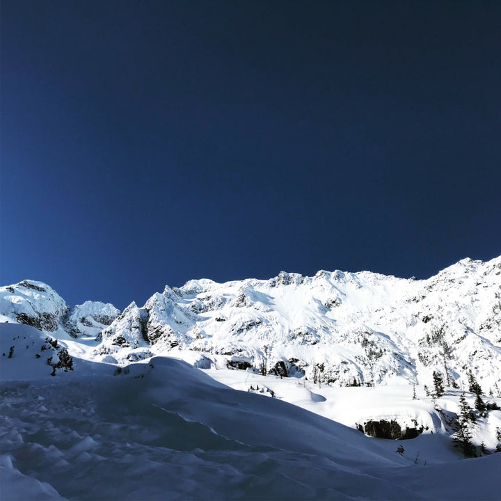 SD21 Avalanche and Tree-alanche – Thomas Rex Beverly Audio