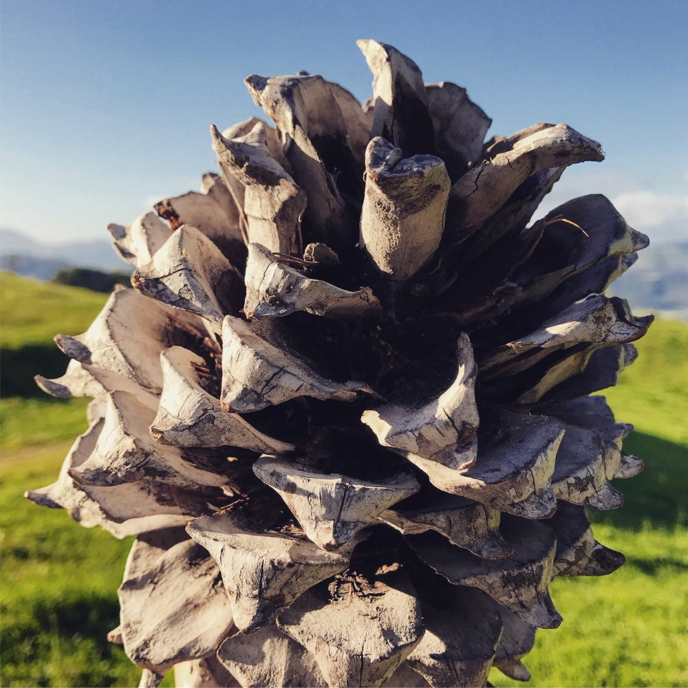 Pinecond Pinecone