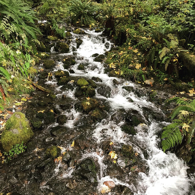 AMB15 Pacific Northwest: Active Nature