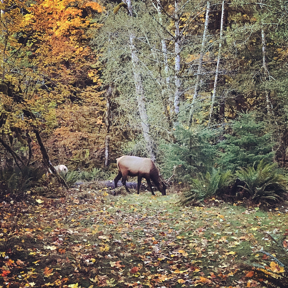 AMB13 Pacific Northwest: Roosevelt Elk