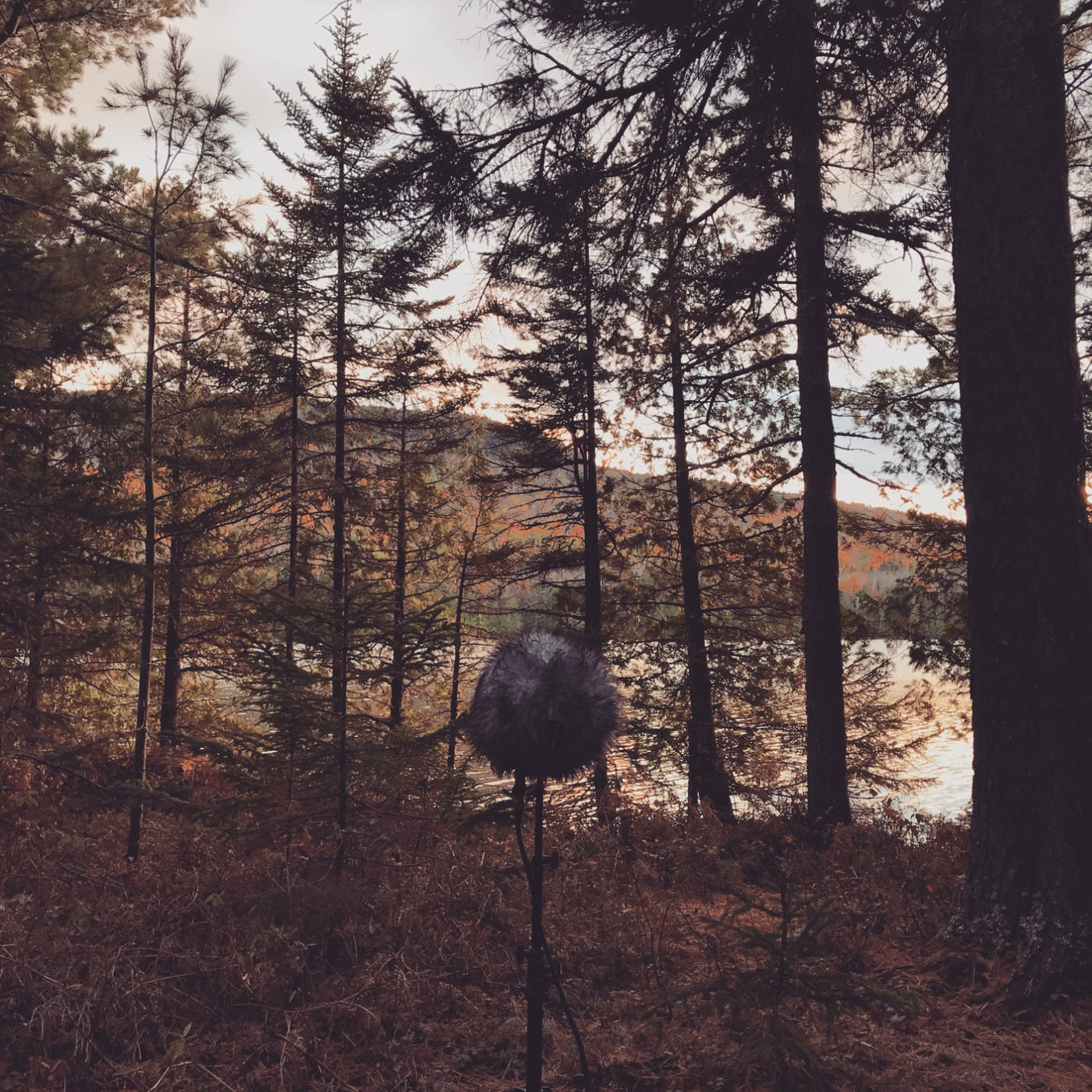 AMB37 Maine: Quiet Nature