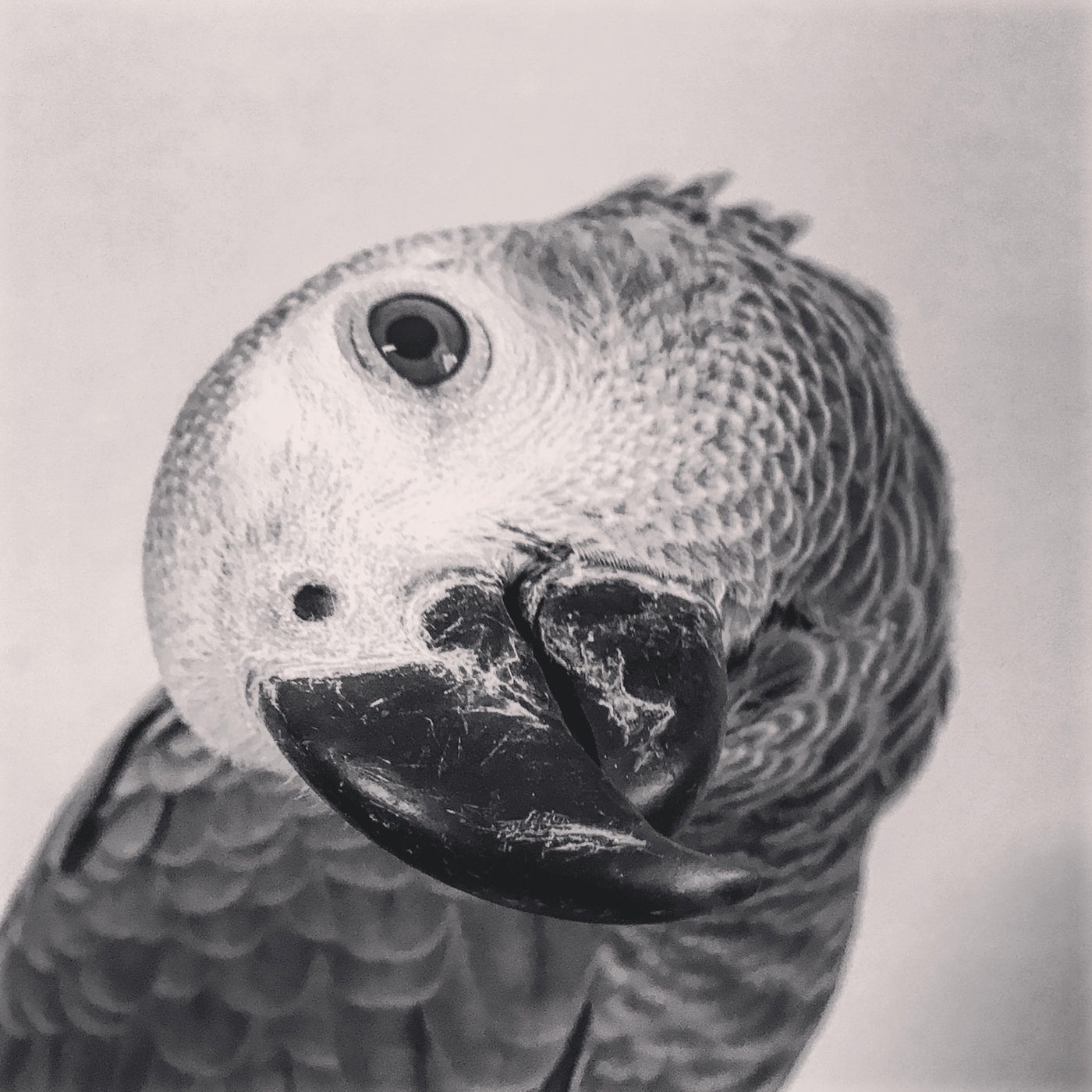 SD22 African Grey Parrot