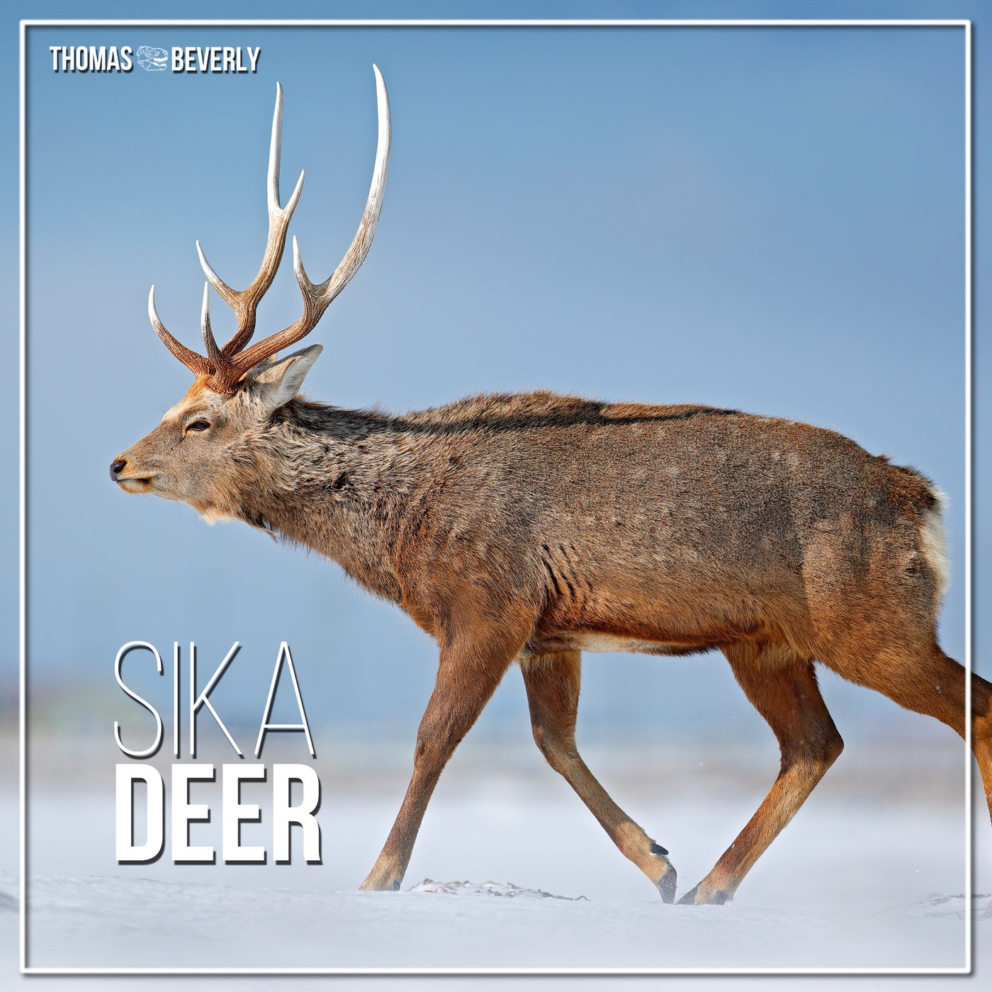 SD19 Sika Deer