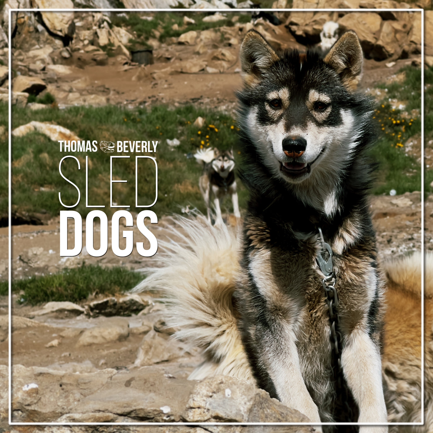 SD33 Sled Dogs